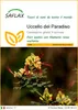 SAFLAX  - Uccello del Paradiso - 10 semi - Caesalpinia Anteprima dell’immagine prodotto 1