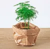 Asparagus Pflanze - Topfgröße 6 cm - 15-20 cm hoch Produktbild-Vorschau 1