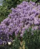 Wisteria sinensis, Chinesischer Blauregen, 40–60 cm Produktbild-Vorschau 12