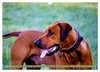 Rhodesian Ridgeback Augen-Blicke (Wandkalender 2027 DIN A3 Produktbild-Vorschau 10