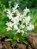Scilla siberica 'Alba', Blaustern, weiß, ca. 9x9 cm Topf Produktbild-Vorschau 1