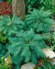 Larix kaempferi, Japanische Lärche, 80–100 cm Produktbild-Vorschau 8
