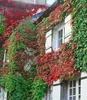 BALDUR Garten 1x Wilder Wein 'Veitchii', Pflanze im 9x9 Produktbild-Vorschau 1