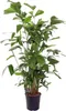Trendyplants - Caryota Mitis - Palma rybí ocas - pokojová Náhled obrázku produktu 1