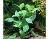 Kirschblatt Wasserfreund Hygrophila corymbosa Produktbild-Vorschau 3