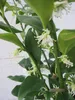Aufrechte Schleimbeere - Fleischbeere - Sarcococca confusa Produktbild-Vorschau 2