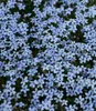 BALDUR Garten Winterharter Bodendecker Isotoma 'Blue Produktbild-Vorschau 2