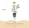 GreenboutiQ - Heckenpflanzen - Eleagnus ebbingei Compacta - Produktbild-Vorschau 3