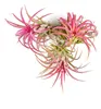 Gardnerova Tillandsia ionantha červená Náhľad obrázku produktu 1