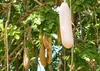 SAFLAX - Leberwurstbaum - 10 Samen - Mit keimfreiem Produktbild-Vorschau 6