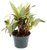 Scilla violacea "Leopard Lily" - Tijgerbloem, 12 cm Productafbeelding-voorbeeld 1