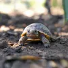 Aventerra Sweden TESTUDO Baby 4l - podłoże dla młodych Podgląd zdjęcia produktu 4