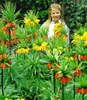 BALDUR Garten Kaiserkronen-Kollektion,6 St., imposante, Produktbild-Vorschau 1