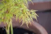 Acer palmatum 'Dissectum Viridis', Grüner Fächerahorn, Produktbild-Vorschau 3