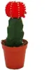 Gymnocalycium mihanovichii - Erdbeerkaktus - rot - 5,5cm Produktbild-Vorschau 2