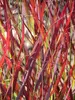 Stauden Gänge 5 x Panicum virgatum 'Cardinal' im 1 Liter Produktbild-Vorschau 6