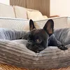 Hundebett Cordo · dunkelgrau · M · ca. 115 x 100 x 20 cm Produktbild-Vorschau 5