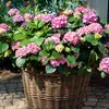 Hortensie - 3 Stk - Hydrangea macrophylla 'Early Pink' - Produktbild-Vorschau 4