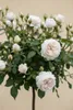 Rose 'Sweet Romanza' - Hochstamm  |  170–180 cm | Weiß Produktbild-Vorschau 3