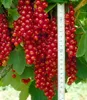 BALDUR Garten 1x Johannisbeere 'Rote Rovada', Pflanze im 3 Produktbild-Vorschau 2