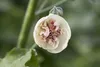 Alcea x hybrida 'Parkallee', Stockrose, rosa, ca. 11x11 cm Produktbild-Vorschau 1