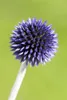 Echinops ritro 'Veitchs Blue', Kugeldistel, stahlblau, ca. Produktbild-Vorschau 1