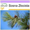 SAFLAX - Sosna Złocista - 20 Nasiona - Pinus ponderosa Podgląd zdjęcia produktu 5