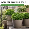 Petersilie Moskrul 2 (Mooskrause) Samen - Petroselinum Produktbild-Vorschau 5