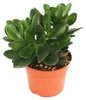Crassula portulacea - Geldbaum - große Pflanze im 12cm Topf Produktbild-Vorschau 1