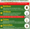 Green Guardia Florfliegenlarven gegen Blattläuse und Produktbild-Vorschau 10