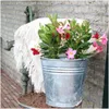 Plants by Frank | 6 Dipladenia Pink Pflanzen | Mandevilla | Produktbild-Vorschau 2