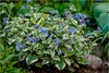 Stauden Gänge 3 x Brunnera macrophylla 'Variegata‘ - Produktbild-Vorschau 1