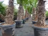 2 Stück im Palmenset Trachycarpus fortunei dicke Stämme 200 Produktbild-Vorschau 4