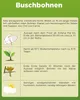 Kidneybohne Augusta Samen - Phaseolus vulgaris  - Produktbild-Vorschau 2