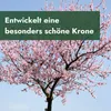 Meine Orangerie - Zwergobst Stämmchen Mandel - Zwergmandel Produktbild-Vorschau 4
