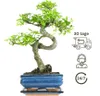 Bonsai Baum mit Keramik Blumentopf - Ligustrum, Ficus, Produktbild-Vorschau 2
