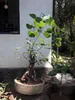 Bodhi-Baum (Ficus religiosa)  - 1 Portion Samen Produktbild-Vorschau 5