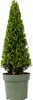 Cezmína vrúbkovaná - Ilex crenata 'Jenny' - Výška 55-65cm - Náhľad obrázku produktu 1
