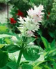 Muskatellersalbei, im Topf - Salvia sclarea Produktbild-Vorschau 7