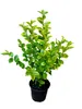 20x Ligustrum ovalifolium Aureum - Goldliguster Produktbild-Vorschau 2