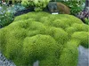 Stauden Gänge 1 x Azorella trifurcata 'Nana' - Adenpolster Produktbild-Vorschau 2