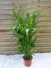 [Palmenlager] XL Chamaedorea cataractarum 120 cm - Produktbild-Vorschau 1