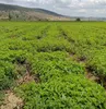 Melisse Organic, Melissentee, Organische Zitronenmelisse, Produktbild-Vorschau 7
