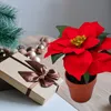 3.08 Poinsettia 20 cm en pot de terre cuite - Poinsettia / Voir les images du produit 5