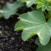 6 Stauden Alchemilla mollis winterhart gelbgrün 20 cm Produktbild-Vorschau 2