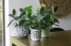 Lamela planter DUET w/cream+v/anthracite Ø 190 mm 200 mm Voir les images du produit 4