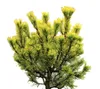 Pin de montagne Pinus Mugo Carsten`s Wintergold haute tige Voir les images du produit 1