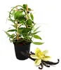 Echte Vanille Pflanze am Spalier, Vanilla planifolia - Produktbild-Vorschau 1