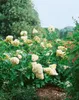 A garden scene with blooming hydrangeas and lush greenery. Produktbild-Vorschau