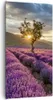 Bild auf Leinwand - Leinwandbild - Lavendel Berge Feld - Produktbild-Vorschau 1